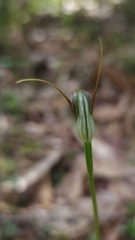 Pterostylis oblonga