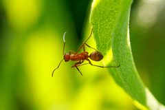 Formica pallidefulva