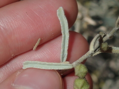 Sida calyxhymenia