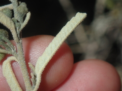 Sida calyxhymenia