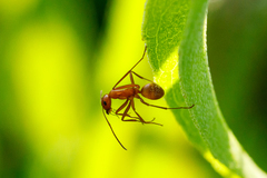 Formica pallidefulva