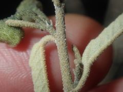 Sida calyxhymenia