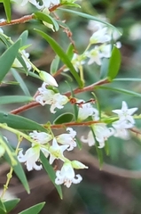 Leucopogon pimeleoides