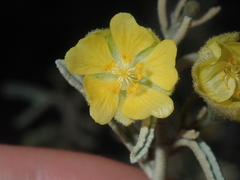 Sida calyxhymenia