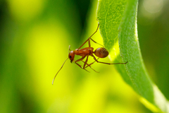 Formica pallidefulva