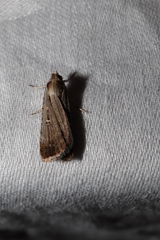 Tathorhynchus fallax