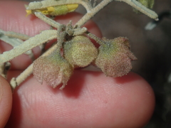 Sida calyxhymenia