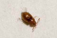 Atomaria