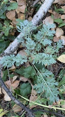 Artemisia absinthium