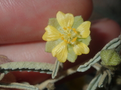 Sida calyxhymenia