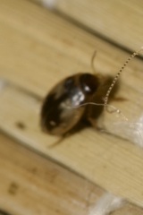 Hydroglyphus geminus