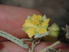 Sida calyxhymenia