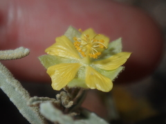 Sida calyxhymenia