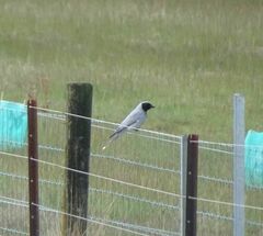 Coracina novaehollandiae