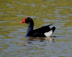 Porphyrio melanotus