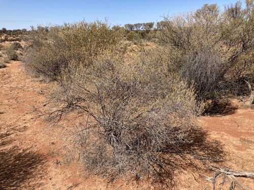 Image of Eremophila latrobei by (c) Thomas Mesaglio, some rights reserved (CC BY)