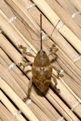 Curculio glandium