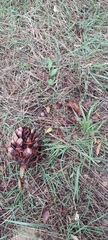 Pinus pinea