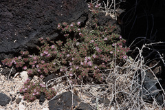Frankenia pulverulenta