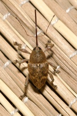 Curculio glandium