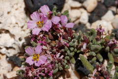 Frankenia pulverulenta