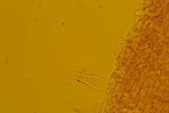 Pseudohydropus