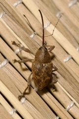 Curculio glandium