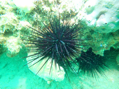 Centrostephanus rodgersii