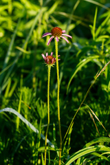 Echinacea