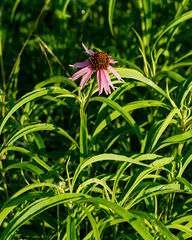 Echinacea