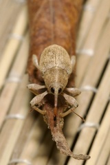 Curculio propinquus