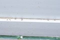 Pristomyrmex punctatus