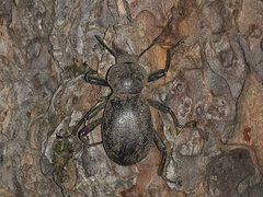 Coelocnemis dilaticollis