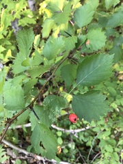Crataegus chrysocarpa