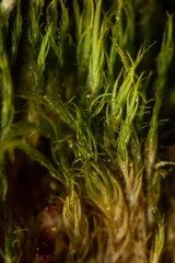 Dicranum elongatum