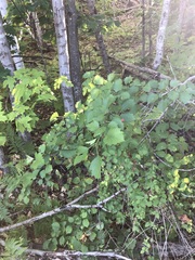 Crataegus chrysocarpa