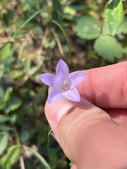 Campanula alaskana
