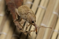 Curculio propinquus