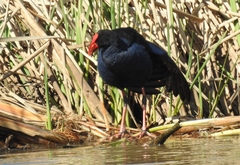Porphyrio melanotus