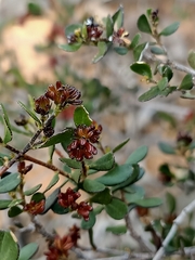Dodonaea bursariifolia
