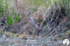 Egretta novaehollandiae