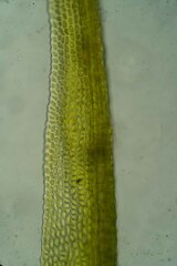 Dicranum elongatum