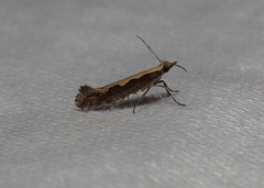 Plutella xylostella-australiana