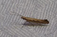 Plutella xylostella-australiana