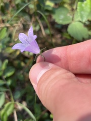 Campanula alaskana