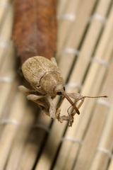 Curculio propinquus