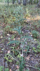 Cirsium serrulatum
