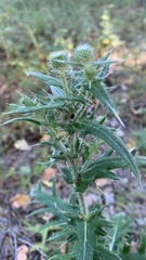 Cirsium serrulatum