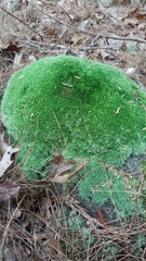 Leucobryum glaucum