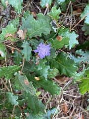 Dipsacoideae